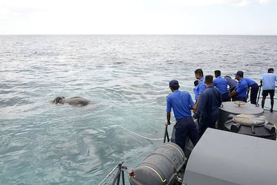 Video. Marinos salvan a elefante que fue arrastrado al mar en Sri Lanka