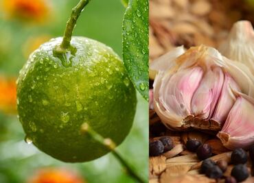 Por qué debes comer ajo y limón diario