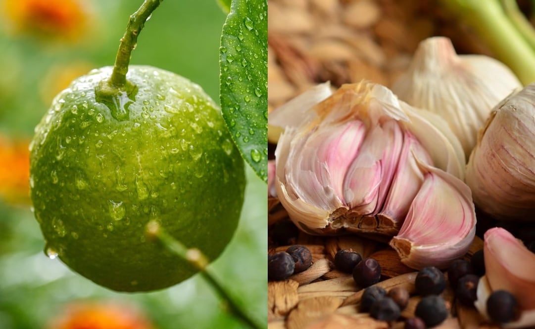 Combinar ajo con limón puede ayudar a prevenir problemas cardiovasculares y reforzar tu sistema inmunológico. Foto: Pixabay  