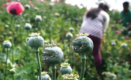 Anuncian iniciativa para legalizar amapola con fines medicinales