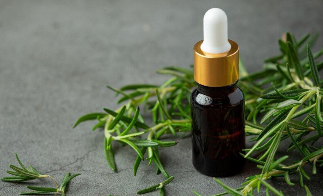 Descubriendo el poder del romero, un impulso natural para la memoria. Fuente: Freepik.