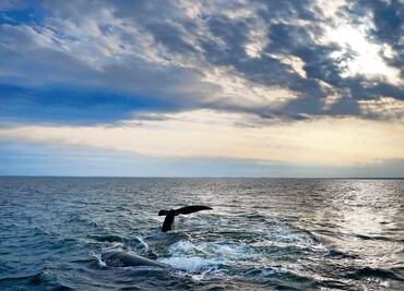 ONU adopta tratado para proteger los océanos