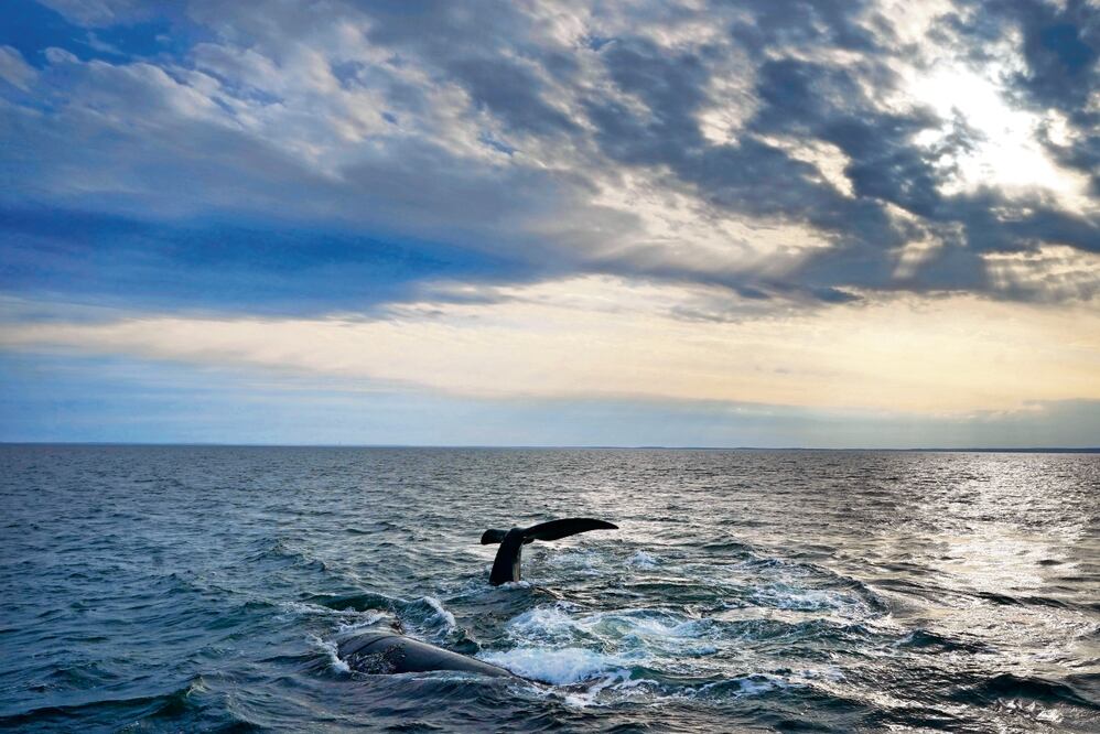Ballenas interactúan en la Bahía de Cabo Cod, en Massachusetts; un tratado protegerá la vida marina en altamar, Foto: Robert F. / AP