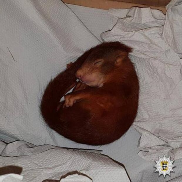Hombre en Alemania llama a la policía para que lo rescate de… una ardilla bebé