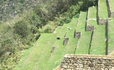 Avistan un oso de anteojos en Machu Picchu