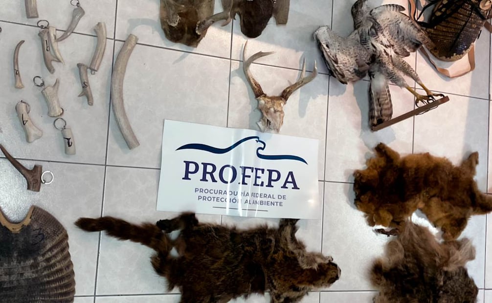 En Hidalgo, Profepa aseguró tres pericos atoleros y 28 productos derivados de vida silvestre. Foto: Especial