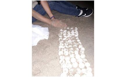 Reubica Profepa 390 huevos de tortuga en Jalisco