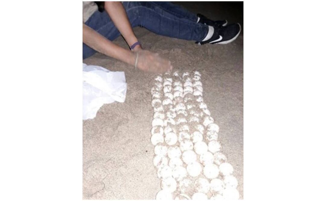 Reubica Profepa 390 huevos de tortuga en Jalisco
