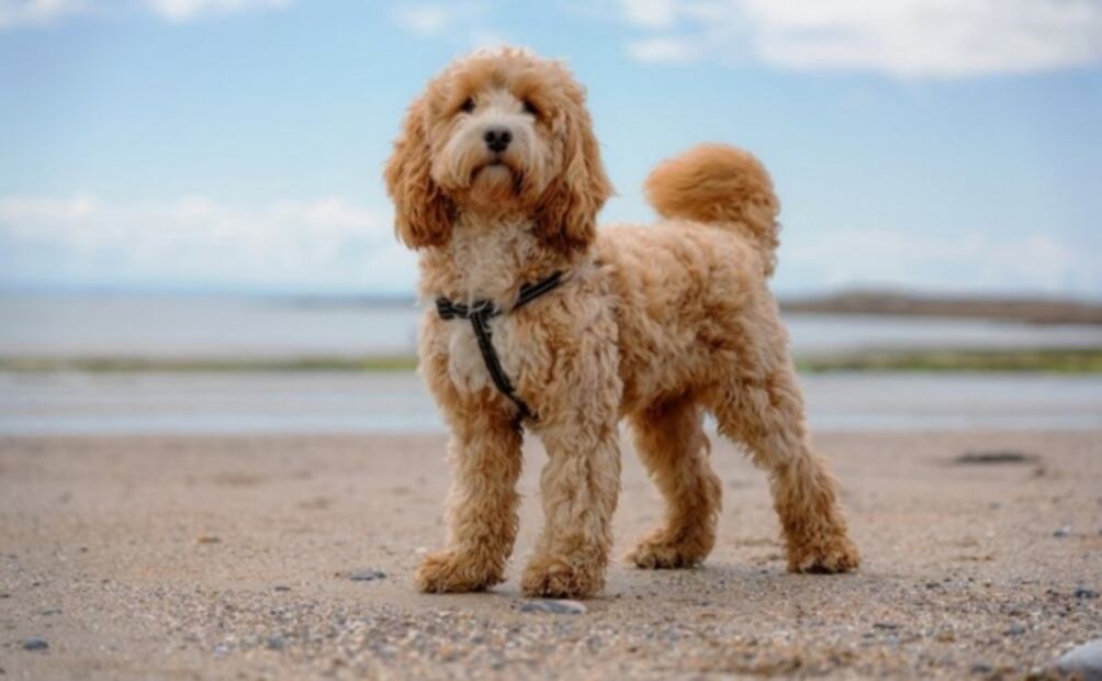 ¿En qué idioma sueñas?: el misterio de los sueños multilingües