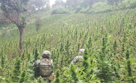 Marina erradica plantíos de amapola y marihuana en Guerrero 