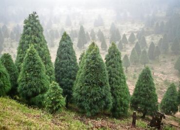 Impulsan venta de árboles de Navidad locales