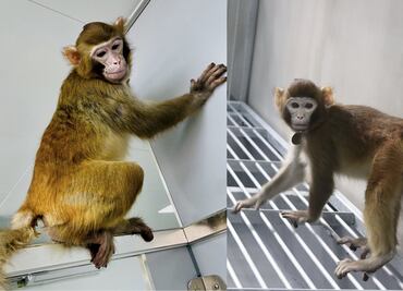 Recuperan a hembra de mono que escapó de laboratorio; buscan a 42 restantes en Carolina del Sur