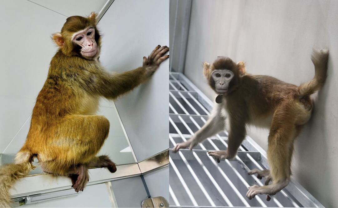 Un mono rhesus, como los que escaparon de un laboratorio en Carolina del Sur. FOTO: EFE