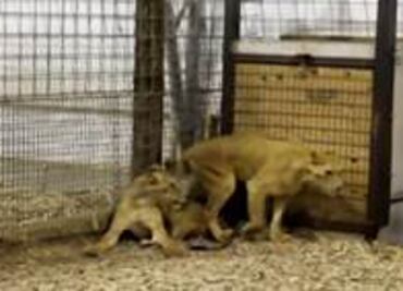 Así fue la llegada de animales a santuario en Colorado