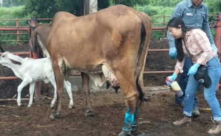 Confirman 10 casos de gusano barrenador en ganado de Oaxaca; la mayoría se detectaron en la región del Istmo