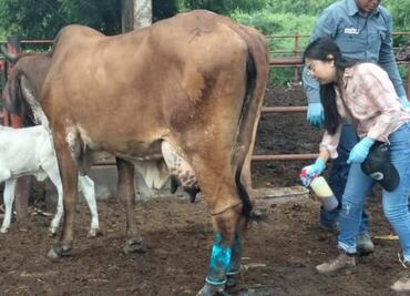 Reabren frontera de EU con México tras avances en lucha contra gusano barrenador; apertura será el próximo 7 de julio