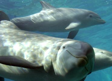 Fósil da pistas sobre origen del oído y comunicación de delfines