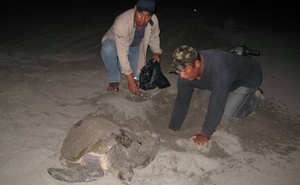 Reubican mil 790 huevos de tortuga golfina en Chiapas