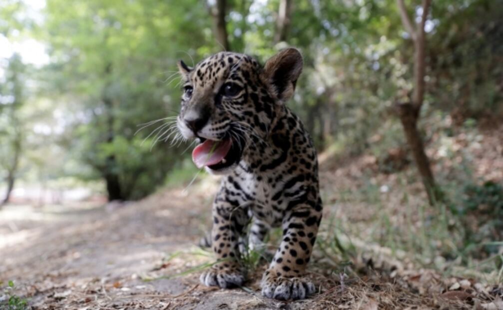 Lanzan convocatoria para elegir nombre de cachorra jaguar en Tlaxcala