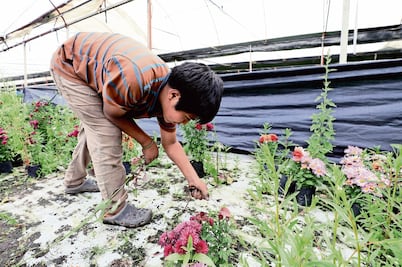 Pobreza orilla a más de 2 millones de niños a trabajar