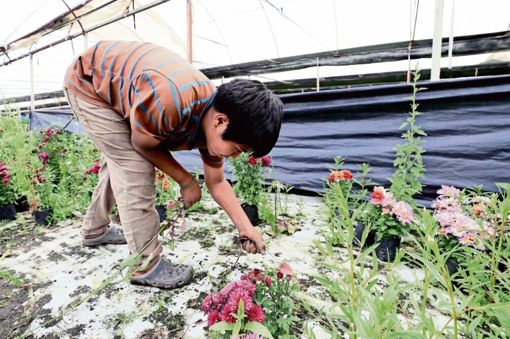 La difícil situación económica lleva a los menores a optar por ingresar al campo laboral. Un 53% de la población infantil se encuentran en condiciones de pobreza, 4.7 millones de éstos infantes están en pobreza extrema. (Fotos: IRVIN OLIVARES)