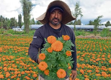 Lista, la flor de 20 pétalos para el Día de Muertos
