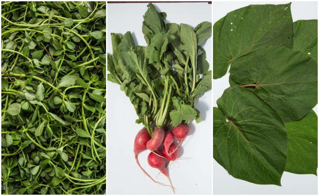 Foto: Cortesía/ Quelites