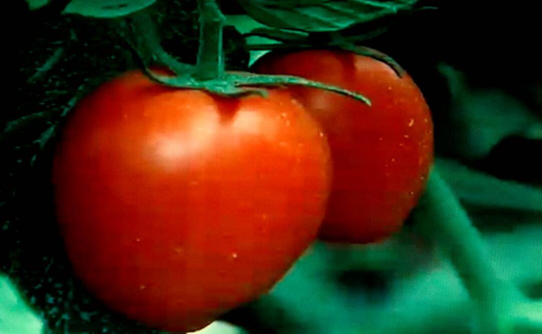 No hay evidencia de problemas ambientales causados por cosechas genéticamente modificadas, pero la resistencia a los pesticidas es un problema, indicaba el reporte. Foto: Archivo