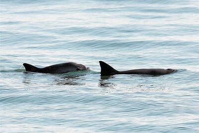 Salvar a vaquita marina, difícil y caro: Sarukhán