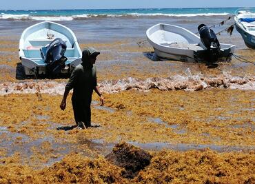 Exigen a AMLO frenar uso de sargazo para "restaurar" bancos de material para el Tren Maya