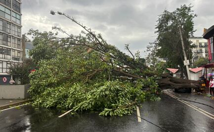 Lluvias y fuertes ráfagas de viento tiran árboles y anuncio vial en varias alcaldías