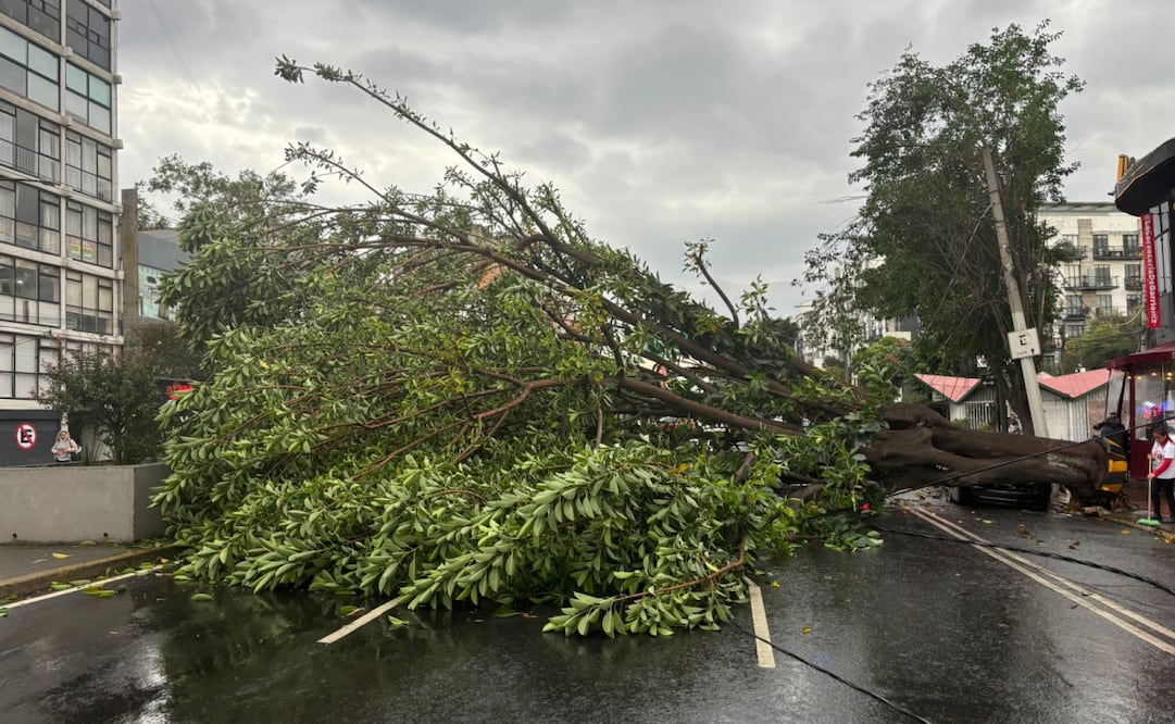 Debido a fuertes ráfagas de viento, un árbol se cayó en Av. Universidad. Foto: Juan Carlos Williams