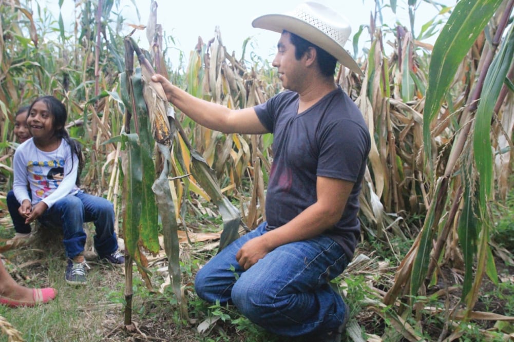 Las plantas, que llegan a medir hasta dos metros de altura en condiciones normales, no sobrepasaron los 60 centímetros ante la poca agua (FREDY MARTÍN. EL UNIVERSAL)