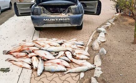 Aseguran ocho kilos de totoaba en Baja California