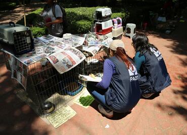 Tras renuncia de Mariana Boy ¿Cuál es el procedimiento para nombrar a la nueva persona titular de la PAOT?
