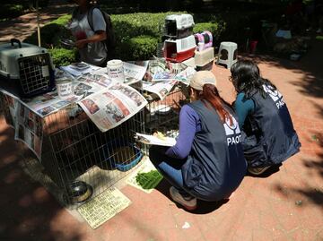 Tras renuncia de Mariana Boy ¿Cuál es el procedimiento para nombrar a la nueva persona titular de la PAOT?