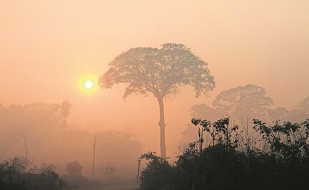 Amazonia brasileña alcanza nuevo récord de deforestación en 2020: sube 9.5% en un año