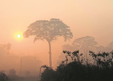 Amazonia brasileña alcanza nuevo récord de deforestación en 2020: sube 9.5% en un año