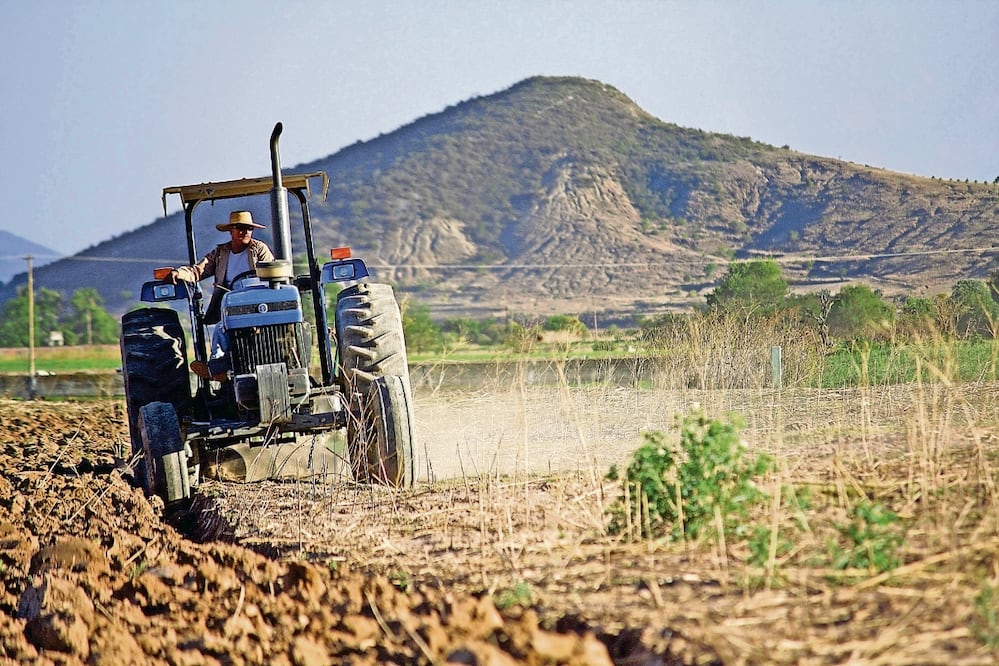 Mientras que un campesino en México recibe 6 mil pesos mensuales por el programa Sembrando Vida, en Estados Unidos gana esa cantidad en dos días laborando en la recolección de fruta, señalan. Foto: Archivo / EL UNIVERSAL