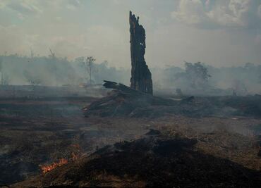 Por deforestación, la Amazonia perdió 2.3 millones de hectáreas durante 2020