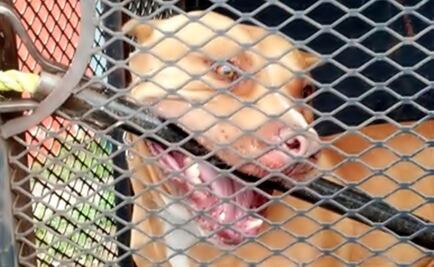 Toddler killed by dogs in Mexico