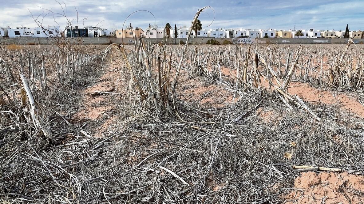 Si en Chihuahua no llueve lo suficiente este año, para 2025 el ciclo agrícola estará en riesgo, al igual que el sistema de riego y el almacenamiento de agua en las presas, advierte Mario Mata Carrasco, titular de la Junta Central de Agua y Saneamiento de la entidad. Foto: Paola Gamboa