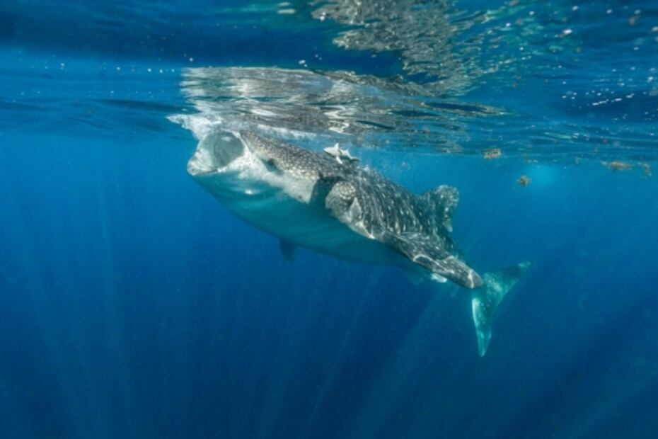 En el Día de la Madre Tierra, celebremos la inmensidad de lo femenino