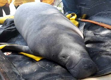 Tras muerte de 27 manatíes, Profepa implementa plan de rescate en Tabasco