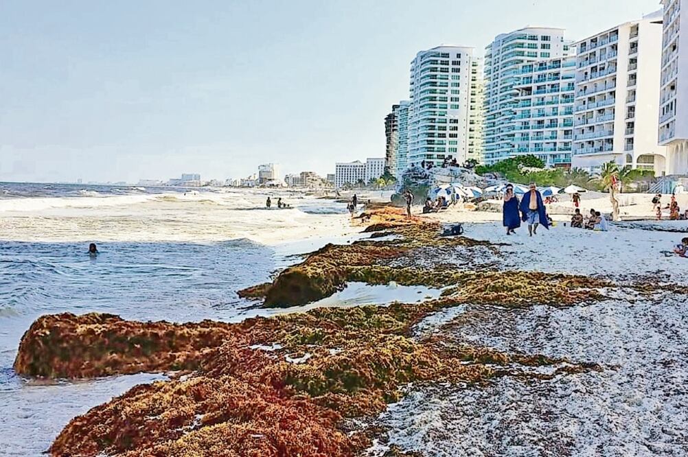 Hace unos días aún se podían ver los volúmenes de alga marina en las playas de Punta Cancún; el agua que se vio ayer fue por las corrientes marinas y la fuerza del viento que se llevaron el alga. (FOTOS: ADRIANA VARILLAS. EL UNIVERSAL)