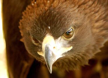 Preservan Águila Real en Puebla
