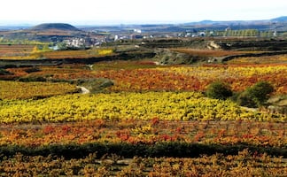 Rioja Alavesa: territorio, viña y una lectura distinta de la DOCa Rioja