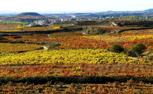 Rioja Alavesa: prueba los vinos del País Vasco