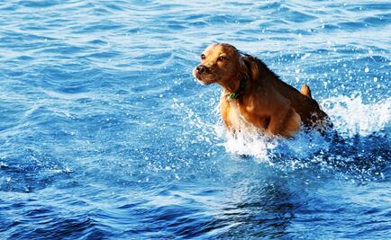 Destinarán playa para perros