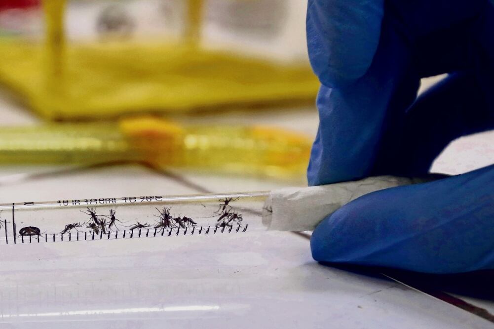 Entre las propuestas contra el mosquito transmisor del virus figura la de infectar al Aedes aegypti con la bacteria Wolbachia , que impide que se infecte a los humanos, y otra de sandalias tratadas para prevenir las picaduras (ARCHIVO EL UNIVERSAL)